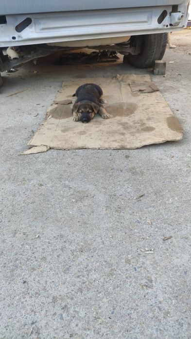 Отдам в добрые руки