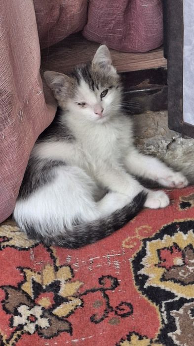 Отдам котят (мальчики)