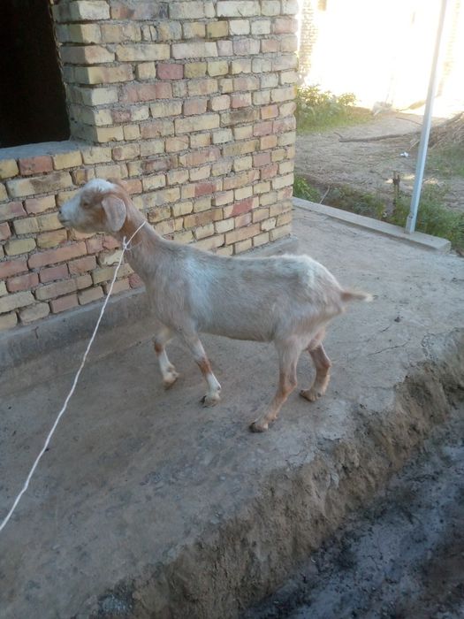 Paroda ona echki sotiladi
