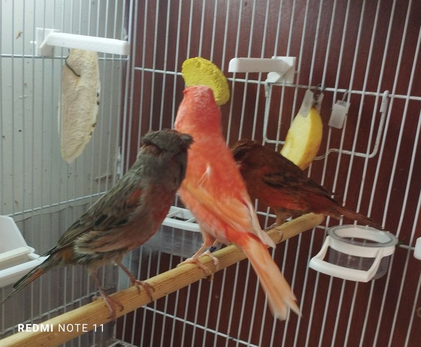 Канарейкала.  нарла сотилади. Тошкентда