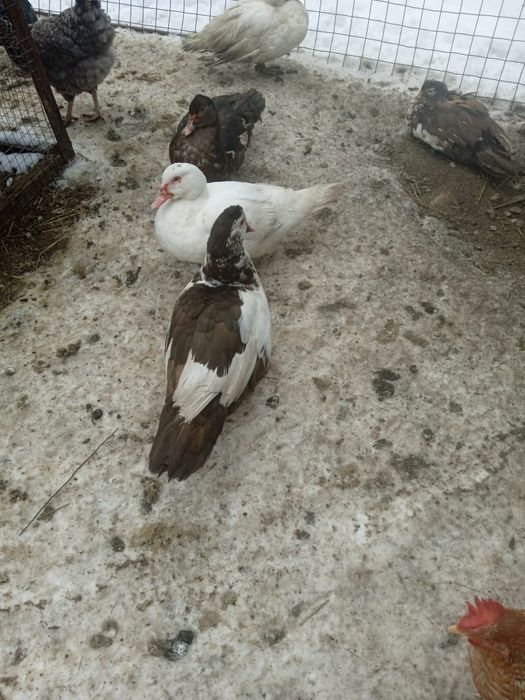 Индоутка самки жирные домашние..