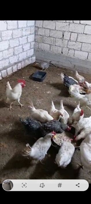 Тауық  куры сатылады