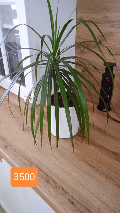 Комнатный цветок гастерия