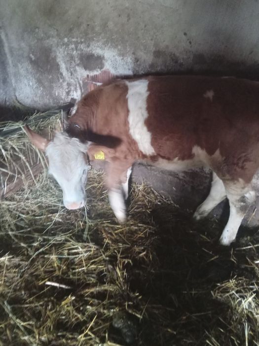 Vând vițea! Are 6 luni