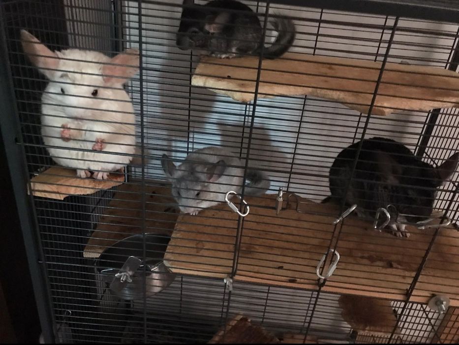 Vând doi pui de chinchilla și doi adulti