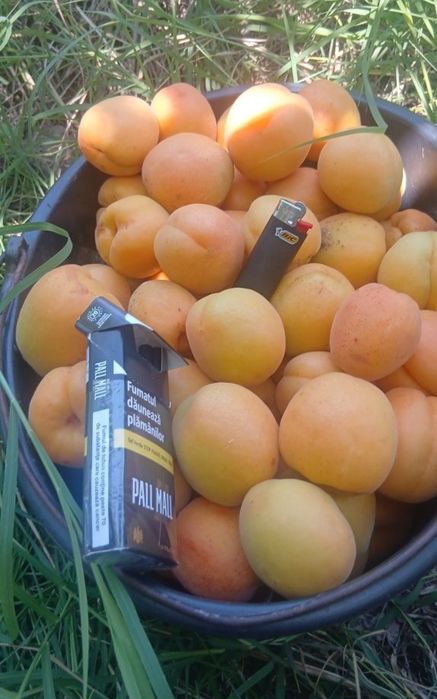 Caise foarte dulci pentru țuică și distilare