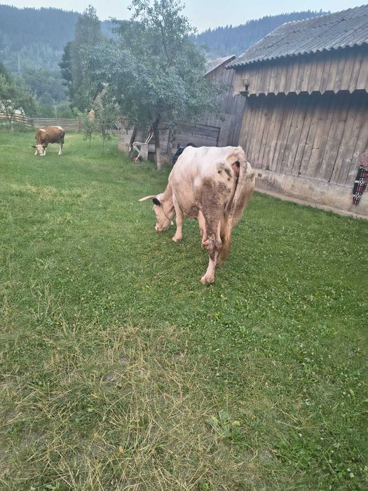 Vaca gestanta de vanzare