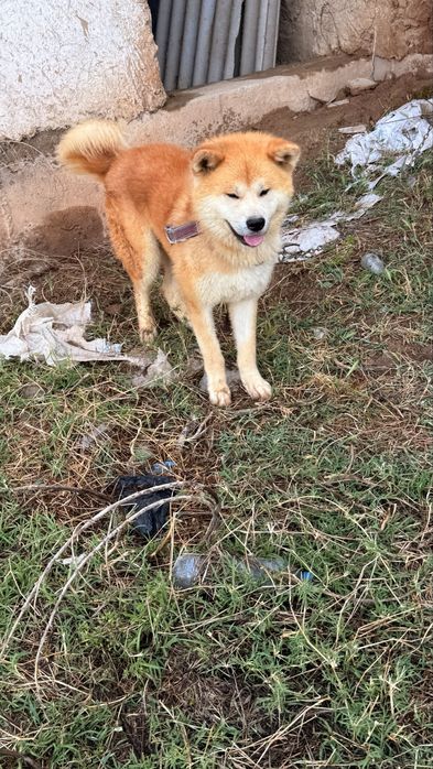 Akita Inu Erkak 2 yosh
