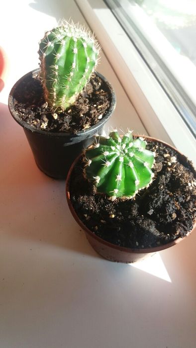 Кактусята . Малыши.