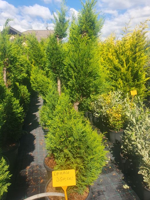 Vând plante ornamentale de diferite specii și livrez