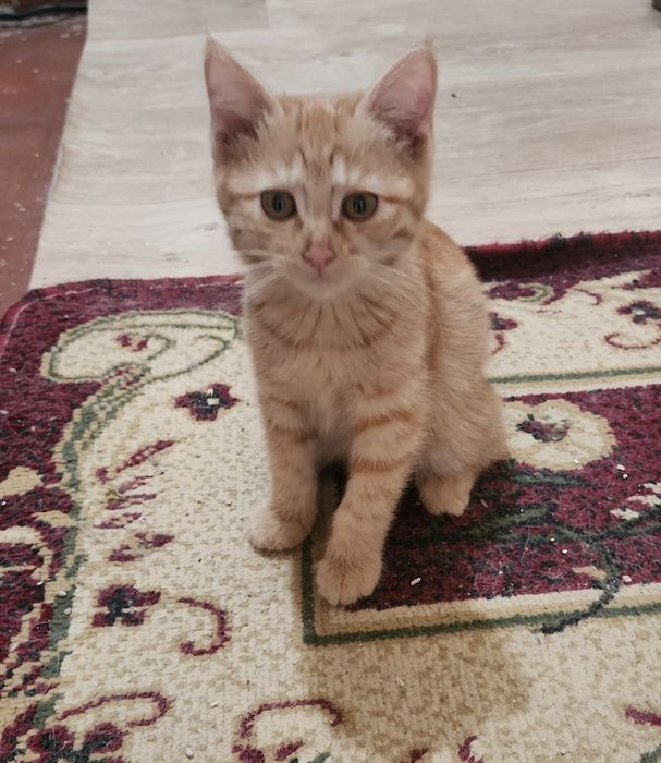 Самарканд.  Домашний котенок