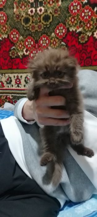 Срочно Продаются вислоухие котята 1,5 месяца  Недорого!