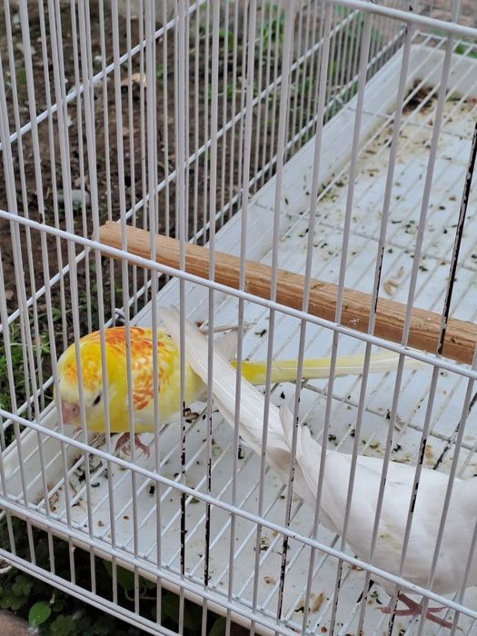 Pepchik qush sotiladi