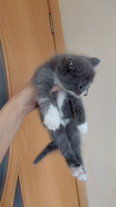 Отдам котят можно всех с кошкой