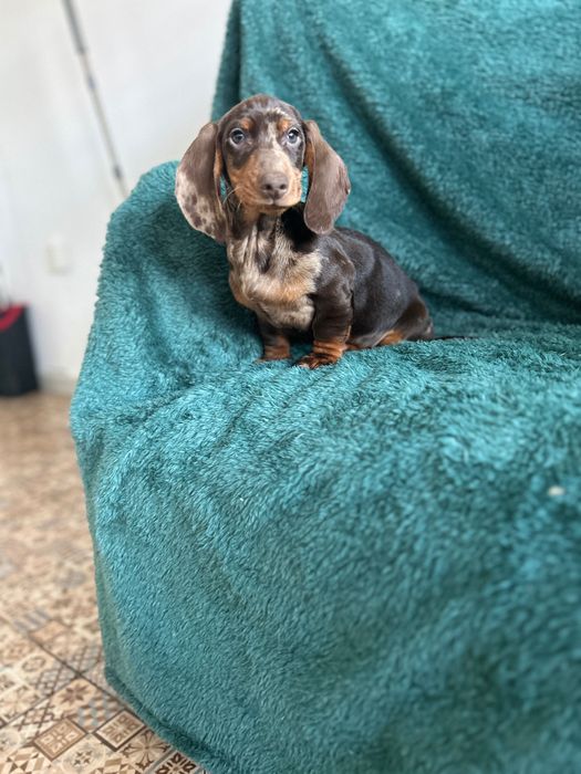 Mascul teckel cu Certificat Pedigree FCI