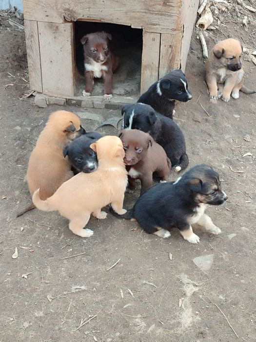 Отдам в добрые руки щенков