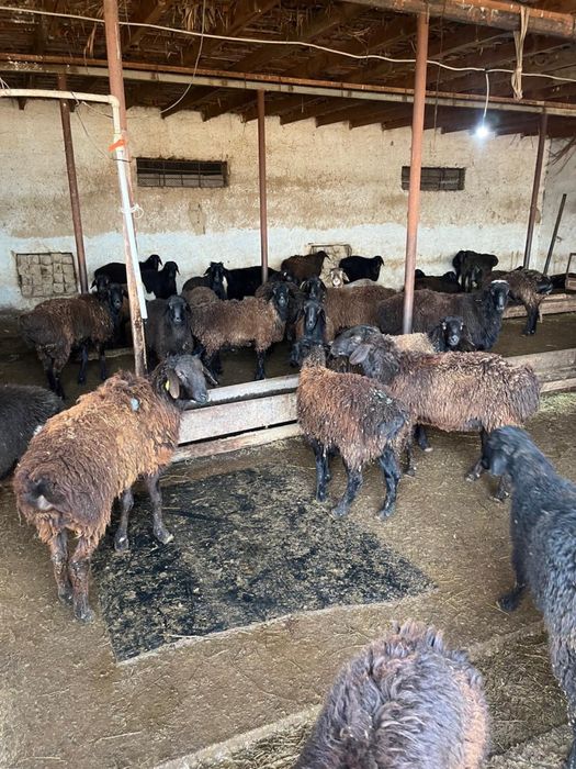 Козы кошкар,бараны,қозы қошқарлар