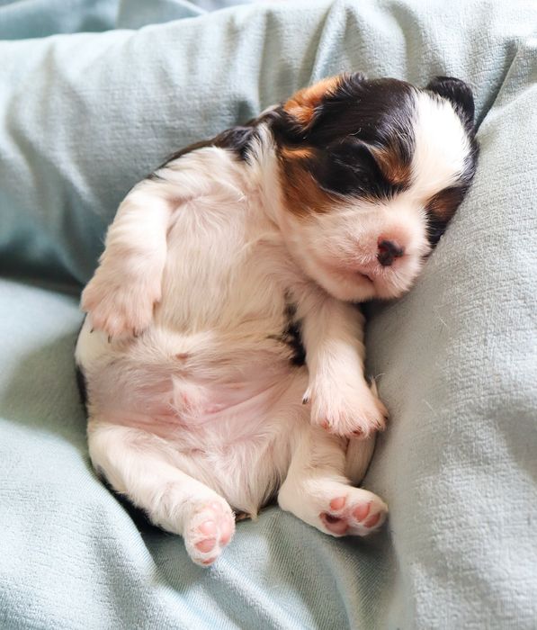 Малыши кавалер кинг чарльз спаниели