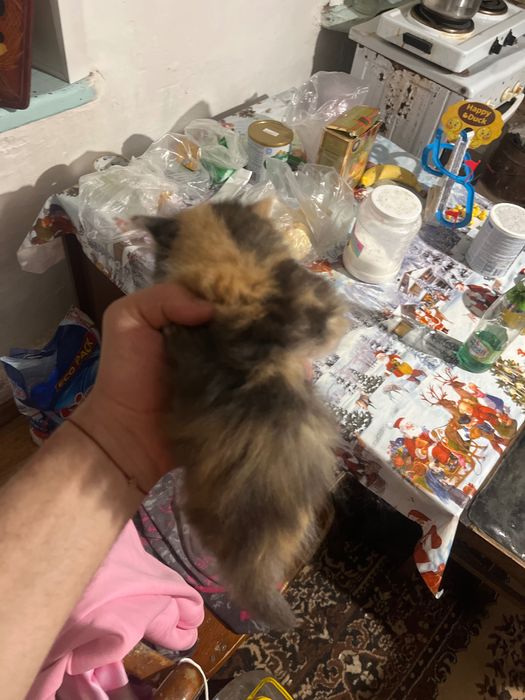 Отдам кошек бесплатно