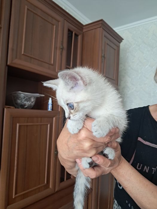 Отдадим котёнка 1 месяц]девочка]