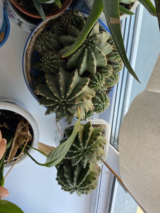 Продам комнатные растениЯ, цветы