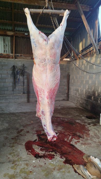 Конина жылқы еті