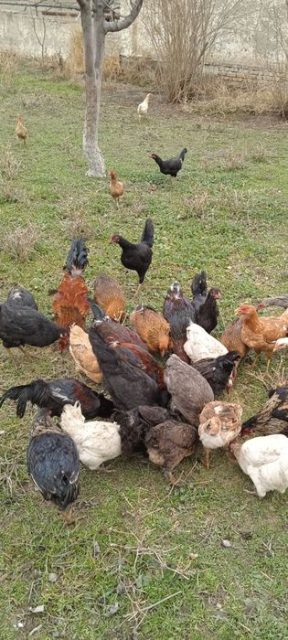 Ёш товуклар сотилади