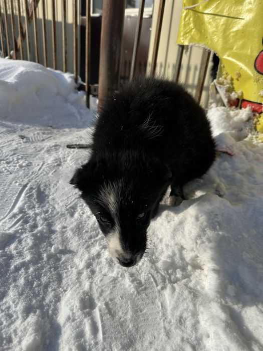Пристраивается щенок девочка