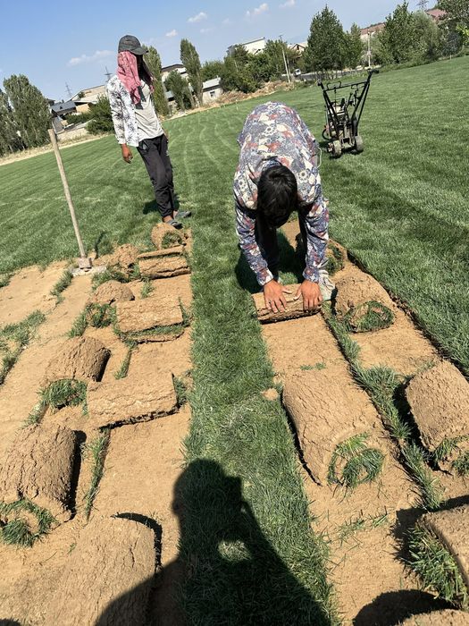 Газон прямо с плантации + доставка + установка