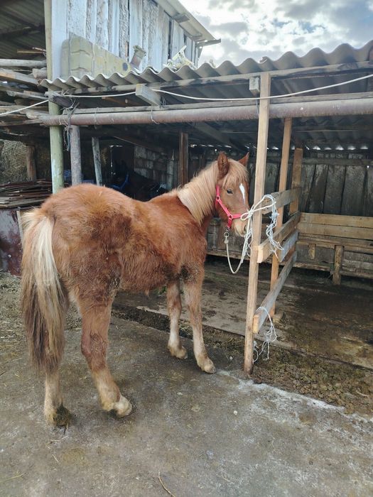 Продам ат тай тай