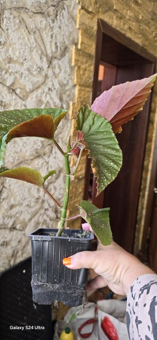 Продам комнатные цветы.