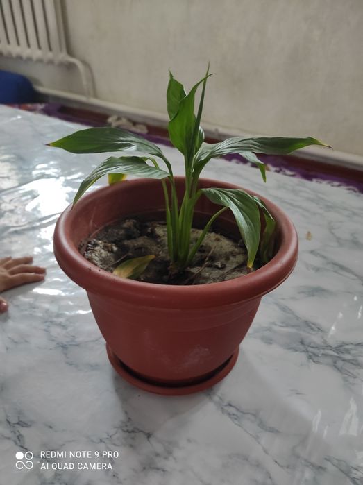 Цветы "Женское счастья"