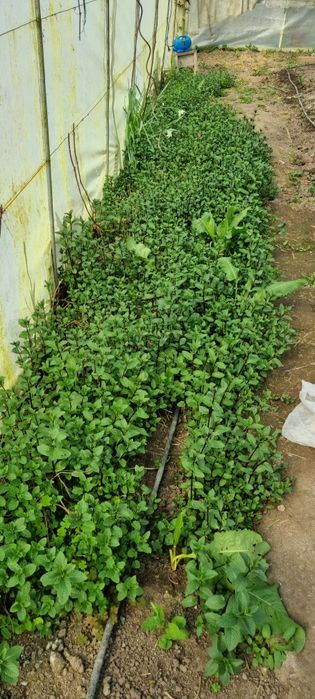 Мента  бонбонена!