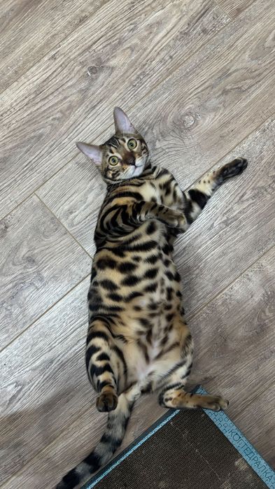 Отдам кота…………..