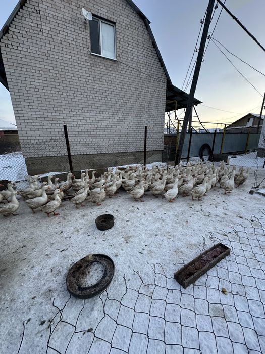 Қаз сатамын домашний