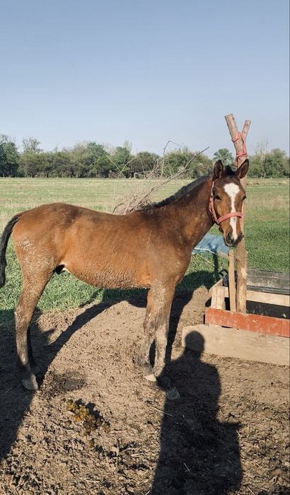 Жылқы (1 жас) тай еркек