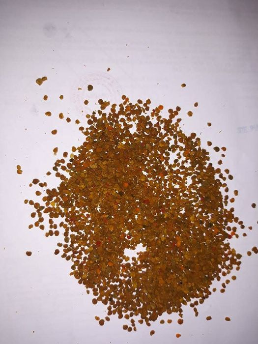 Polen crud 2026pomi fructiferi