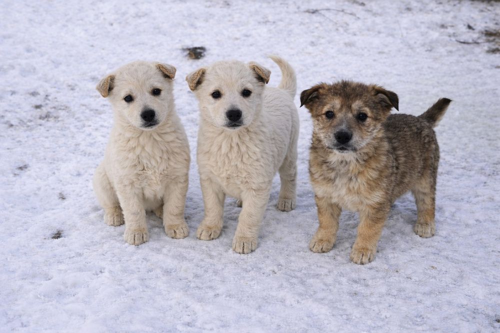 Отдам щенков в хорошие руки