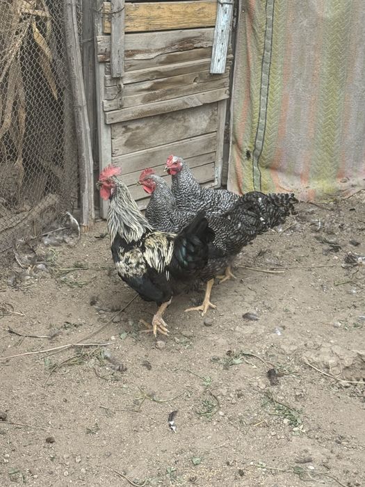 Продам петухов хороших