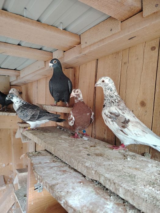 Porumbei  culori rare