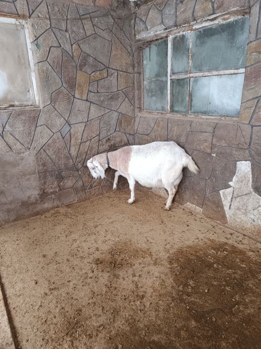 Покрытые высокоудойные козочки