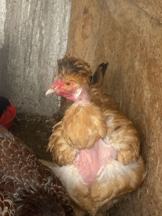 Oua de incubat gaini motate incaltate barboase