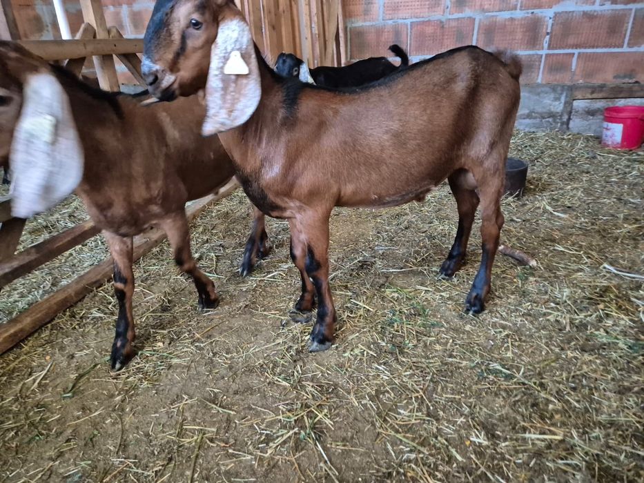 De vinzare țapi Anglo Nubian cu pedigree
