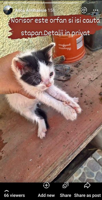 Pisoi motanel-se da spre adoptie