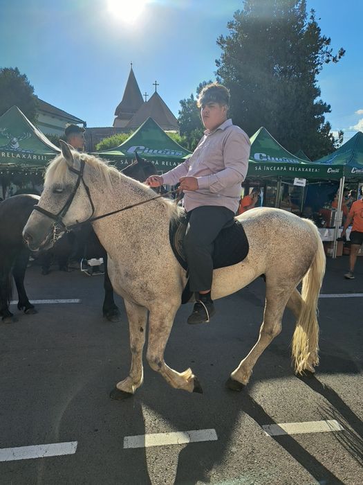 Vand iapa semigrea in vârstă de 11 ani