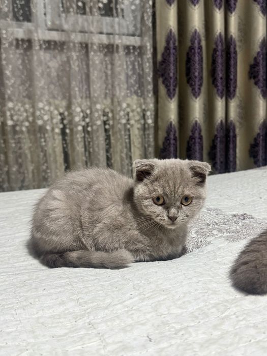 Котята Скоттиш фолд, лилового окраса!