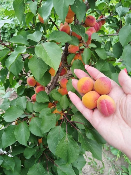 Продам дом в Дружбе