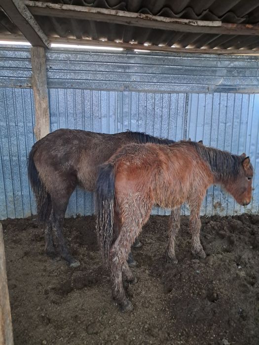 Тай байтал сатылады