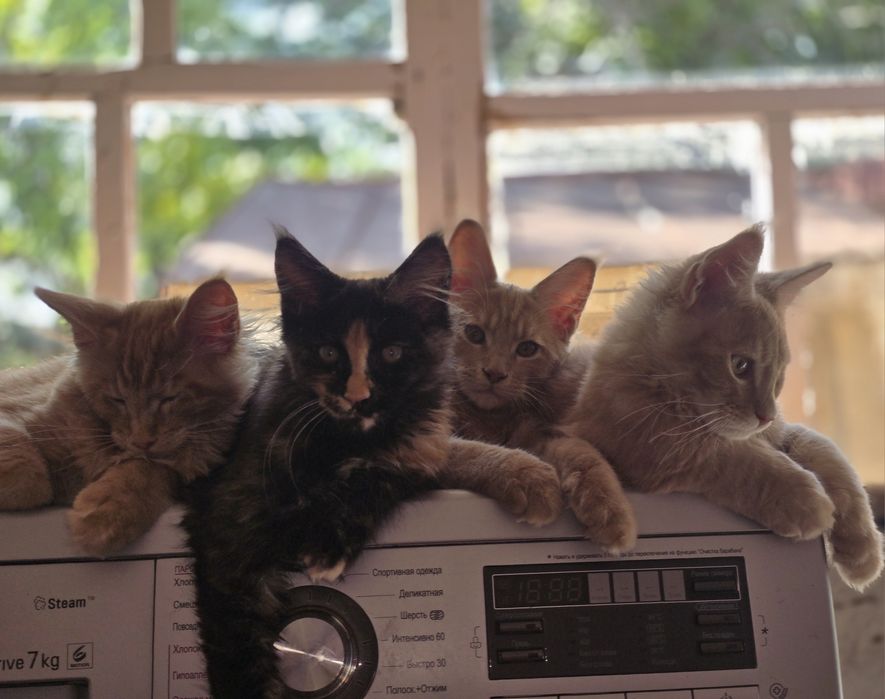 Котята порода Мейнкун