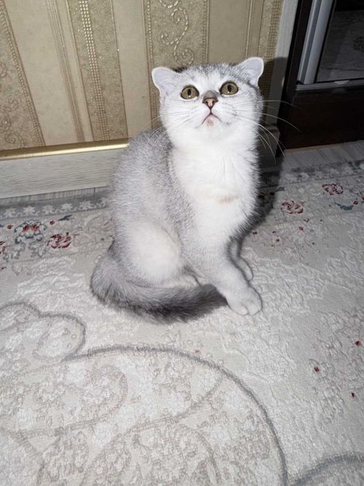 Срочно продаётся шиншилла
